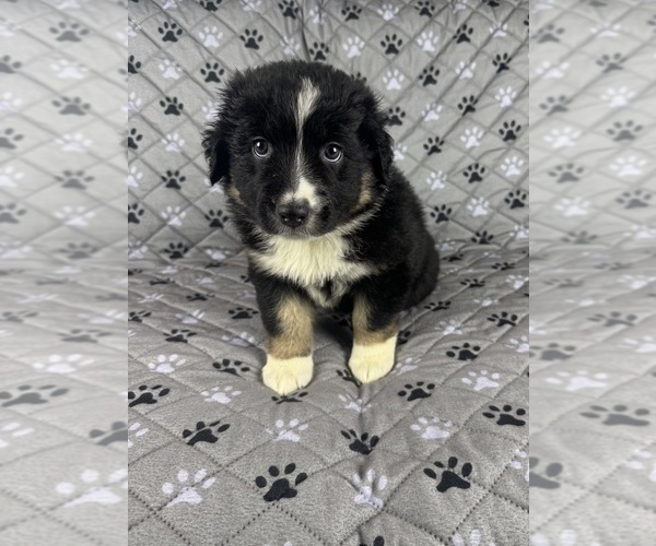 Medium Photo #19 Australian Shepherd Puppy For Sale in SALISBURY, NC, USA