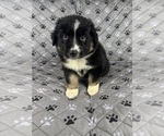 Puppy Boy Three Australian Shepherd