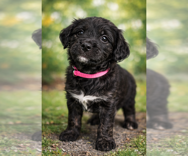 Medium Photo #1 Bernedoodle-English Cream Golden Retriever Mix Puppy For Sale in MONTCLAIR, NJ, USA