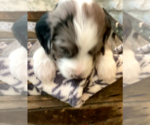Puppy 8 Aussiedoodle-Poodle (Standard) Mix