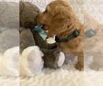 Small Photo #1 Dachshund Puppy For Sale in BUCHANAN, GA, USA