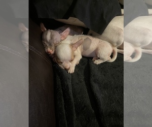 Mexican Hairless Toy Puppy for sale in TUCSON, AZ, USA