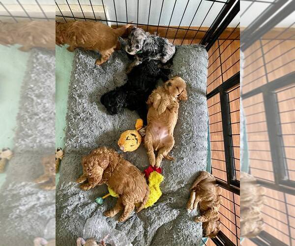 View Ad: Cavapoo Puppy for Sale near North Carolina ...