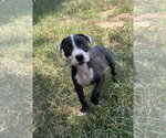 Small #3 Mutt