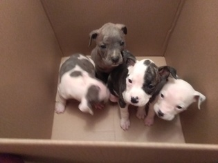 American Bully Puppy for sale in PALESTINE, TX, USA