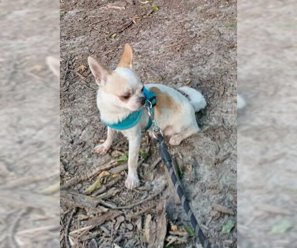 Medium Photo #5 Chihuahua Puppy For Sale in St. Louis Park, MN, USA