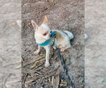 Small #4 Chihuahua