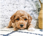 Small Photo #19 Poodle (Toy) Puppy For Sale in SYRACUSE, IN, USA