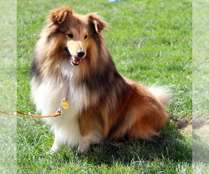 Father of the Shetland Sheepdog puppies born on 10/24/2023