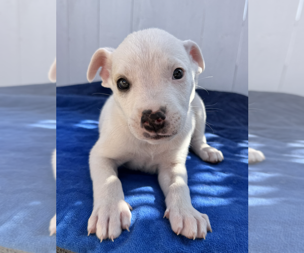 Medium Photo #3 American Pit Bull Terrier-Australian Shepherd Mix Puppy For Sale in Newport Beach, CA, USA