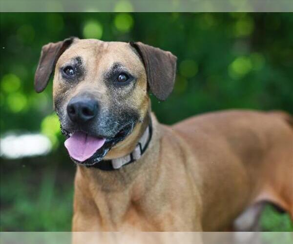 Medium Photo #2 Black Mouth Cur-Unknown Mix Puppy For Sale in Tavares, FL, USA