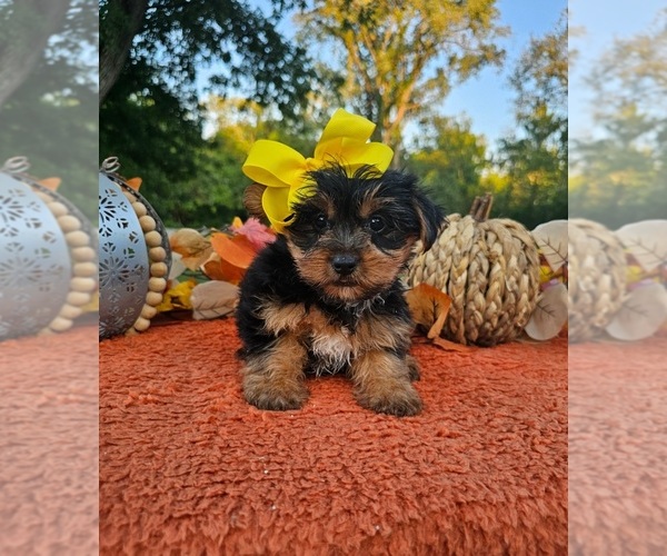 Medium Photo #2 Yorkshire Terrier Puppy For Sale in INDIANAPOLIS, IN, USA