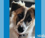 Small #2 Border Collie-English Springer Spaniel Mix