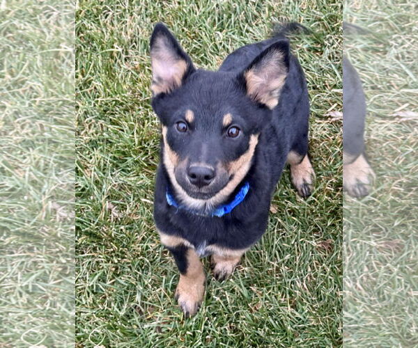 Medium Photo #4 Mutt Puppy For Sale in Sandy, UT, USA