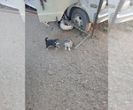 Small Photo #1 Siberian Husky Puppy For Sale in RINCON, AZ, USA