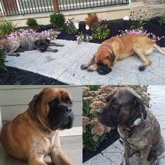 Father of the Mastiff puppies born on 10/20/2018