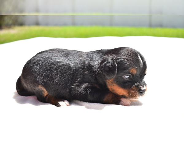 Medium Photo #2 Miniature American Shepherd Puppy For Sale in PALM COAST, FL, USA