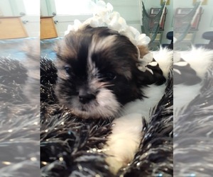 Shih Tzu Puppy for sale in CLEARWATER, FL, USA