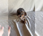 Small #2 Poodle (Miniature)
