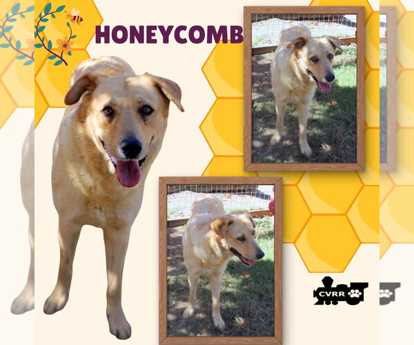 Medium Photo #1 Golden Retriever-Unknown Mix Puppy For Sale in Lindsay, CA, USA