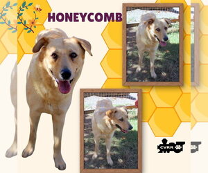 Golden Retriever-Unknown Mix Dogs for adoption in Lindsay, CA, USA