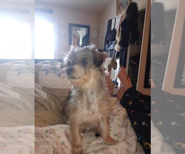 Medium Photo #1 Yorkshire Terrier Puppy For Sale in DAYTON, OH, USA