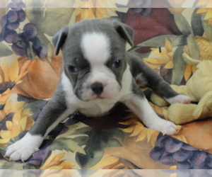 Boston Terrier Puppy for sale in CRKD RVR RNCH, OR, USA