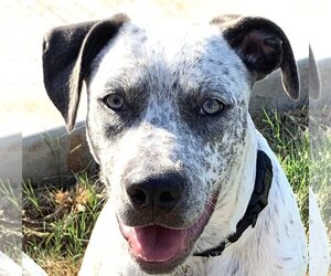 Catahoula Leopard Dog-Unknown Mix Dogs for adoption in Guthrie, OK, USA
