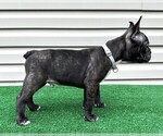 Small #5 Faux Frenchbo Bulldog