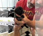 Small Photo #13 Cane Corso Puppy For Sale in REEVESVILLE, SC, USA