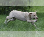 Small #6 Labrador Retriever