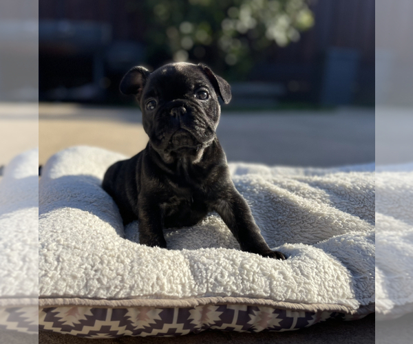 Medium Photo #1 French Bulldog Puppy For Sale in CITRUS HEIGHTS, CA, USA