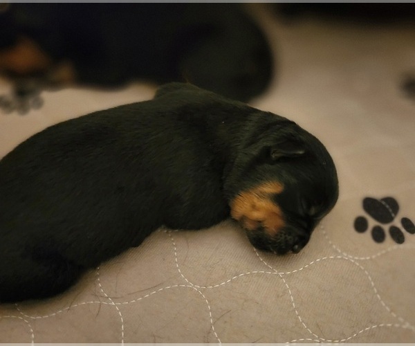 Medium Photo #4 Rottweiler Puppy For Sale in WRAY, CO, USA