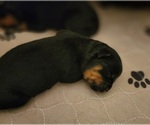 Small Photo #4 Rottweiler Puppy For Sale in WRAY, CO, USA