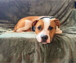 Small #1 American Bulldog