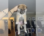 Small #5 Shiba Inu
