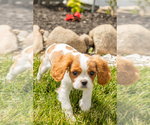 Small #4 Cavalier King Charles Spaniel