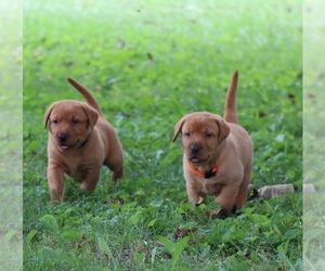 Labrador Retriever Puppy for Sale in CELINA, Ohio USA