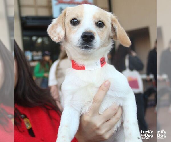 Medium Photo #5 Jack Russell Terrier-Unknown Mix Puppy For Sale in Washington, DC, USA