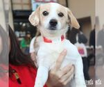 Small Photo #5 Jack Russell Terrier-Unknown Mix Puppy For Sale in Washington, DC, USA