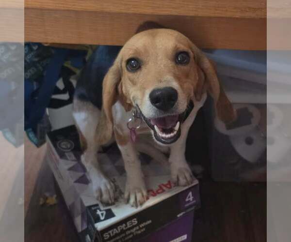 Medium Photo #3 Beagle Puppy For Sale in Las Vegas, NV, USA