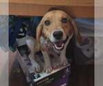 Small #2 Beagle