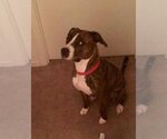 Small #11 Mountain Cur Mix