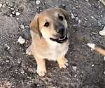 Puppy Puppy 3 Great Pyredane