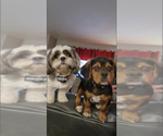 Small Photo #7 Bea-Tzu Puppy For Sale in PARMA, MI, USA