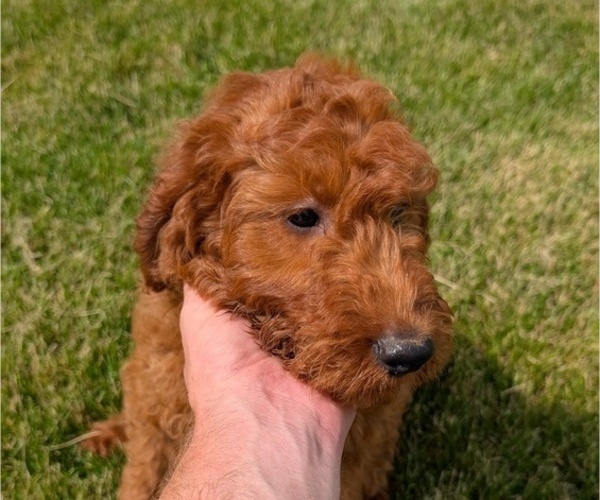 Medium Photo #67 Irish Doodle Puppy For Sale in GOSHEN, IN, USA