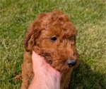 Small Photo #67 Irish Doodle Puppy For Sale in GOSHEN, IN, USA