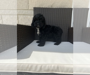 Cavapoo Puppy for sale in BEECH GROVE, IN, USA