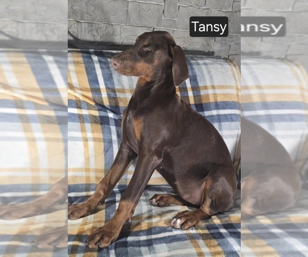 Medium Photo #3 Doberman Pinscher Puppy For Sale in POMEROY, OH, USA