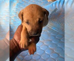 American Pit Bull Terrier-Unknown Mix Dogs for adoption in Conroe, TX, USA